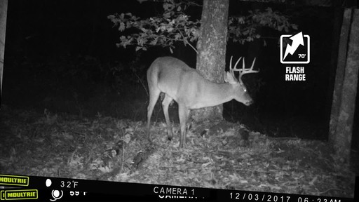 Moultrie A-40 Pro Trail/Game Camera Bundle - image 4 from the video